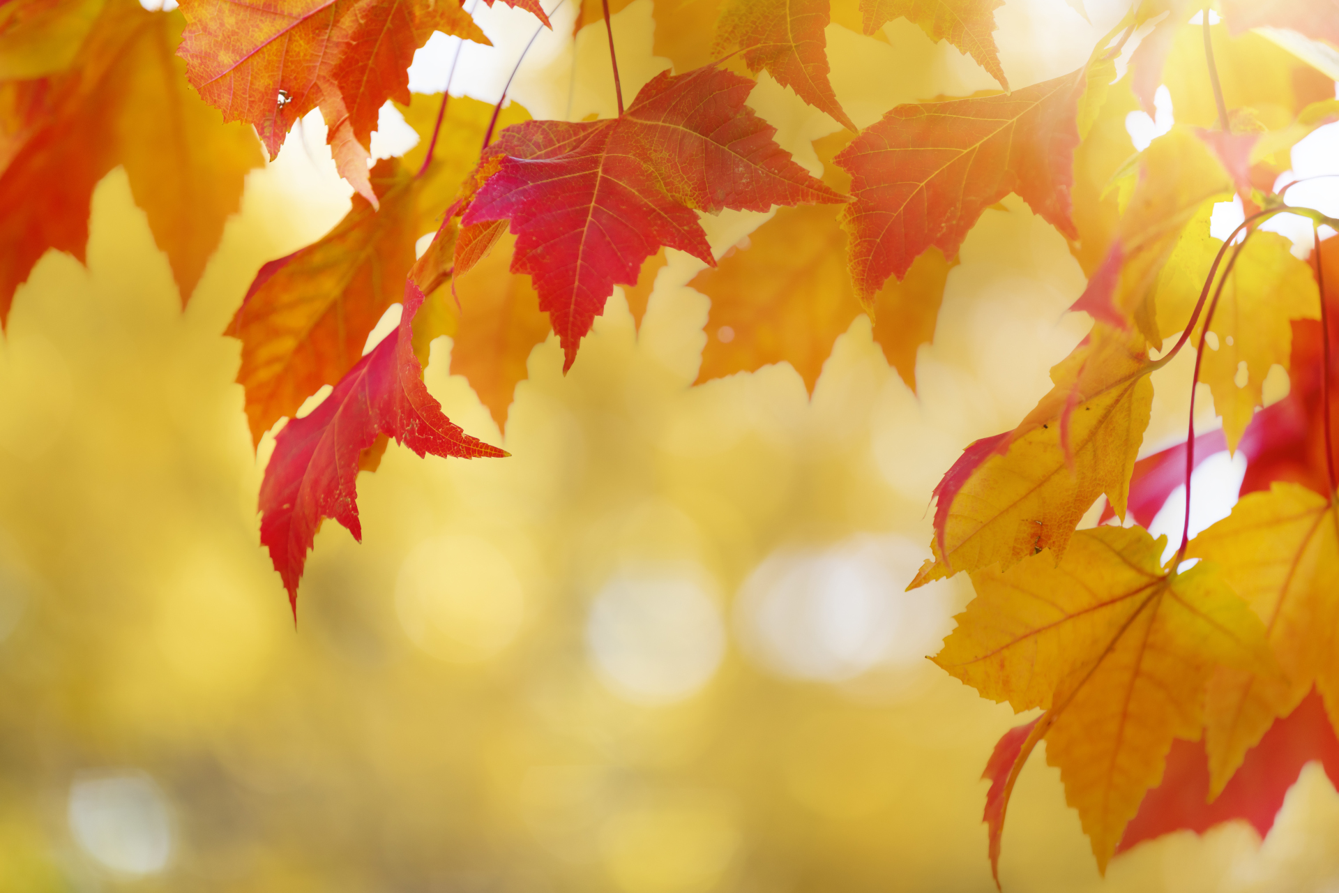 Leaves on a tree in fall